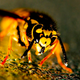 Image for article titled Insects have been battling each other across continents for millions of years